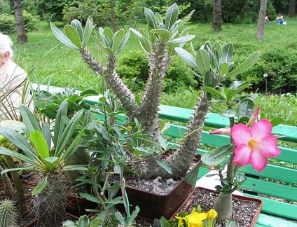 Выставка май 2006 (Киев)