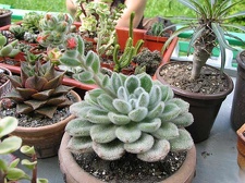 Выставка май 2006 (Киев)