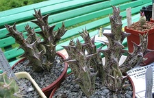 Выставка май 2006 (Киев)