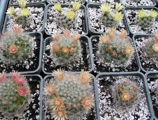 Выставка май 2006 (Киев)