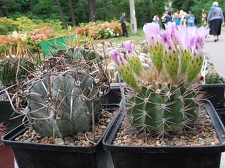 Выставка май 2006 (Киев)