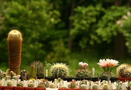 Выставка май 2005 (Киев)