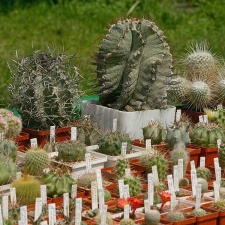 Выставка май 2005 (Киев)