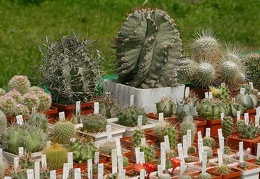 Выставка май 2005 (Киев)