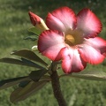 Выставка май 2005 (Киев)