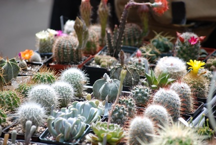 Выставка май 2009