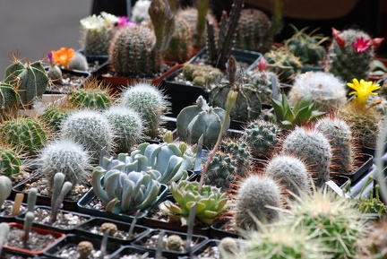 Выставка май 2009