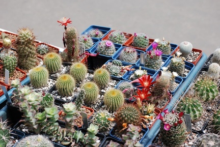 Выставка май 2009