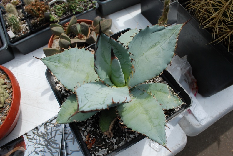 DSC_5241.jpg