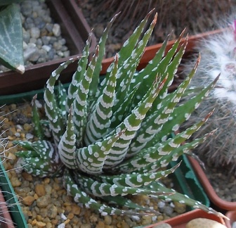 Выставка в рамках Юморины - 01 апреля 2011 (Городской сад)