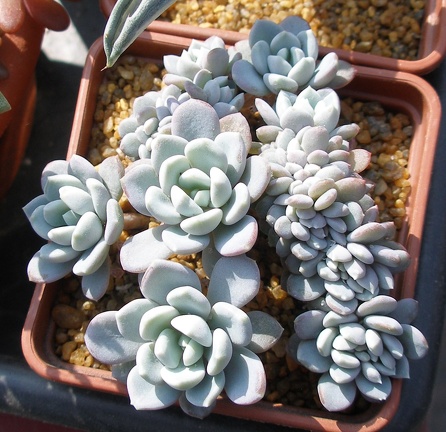 Выставка в рамках Юморины - 01 апреля 2011 (Городской сад)