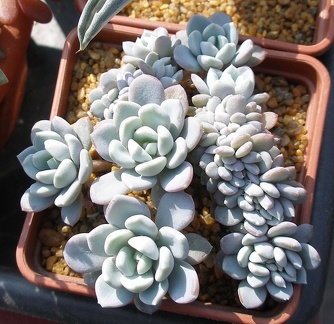 Выставка в рамках Юморины - 01 апреля 2011 (Городской сад)