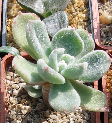 Выставка в рамках Юморины - 01 апреля 2011 (Городской сад)