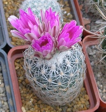 Выставка в рамках Юморины - 01 апреля 2011 (Городской сад)