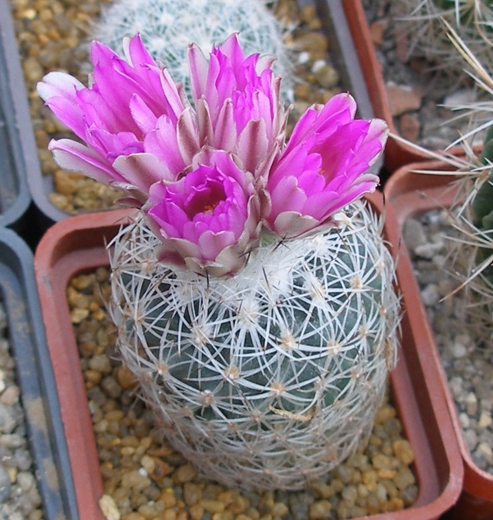 Выставка в рамках Юморины - 01 апреля 2011 (Городской сад)