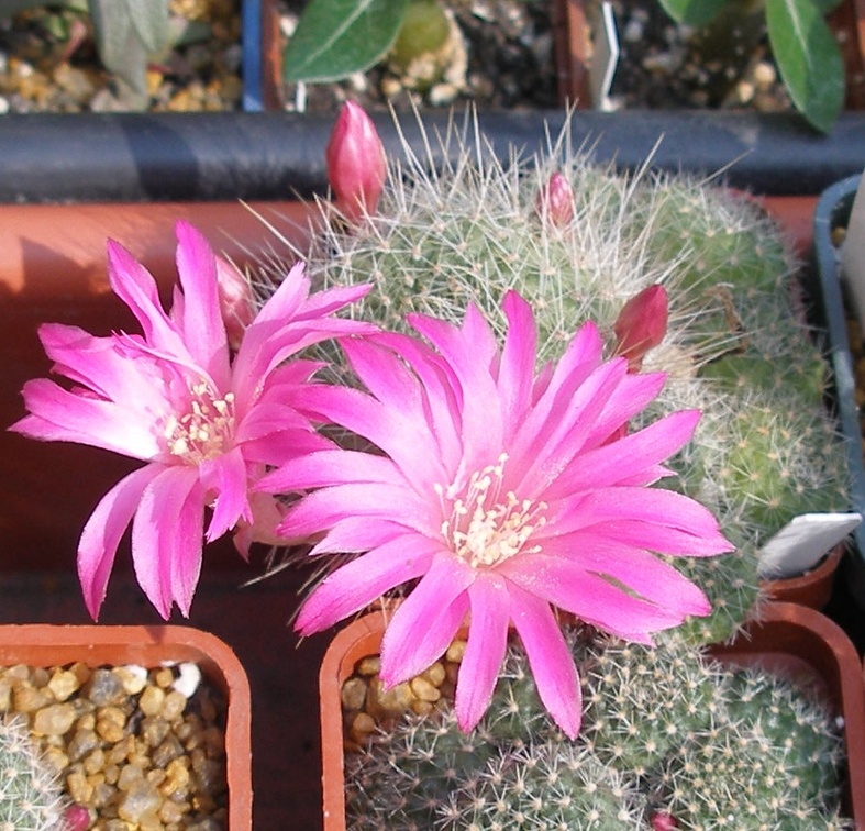 Выставка в рамках Юморины - 01 апреля 2011 (Городской сад)