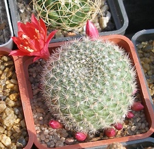 Выставка в рамках Юморины - 01 апреля 2011 (Городской сад)