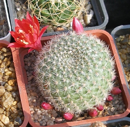 Выставка в рамках Юморины - 01 апреля 2011 (Городской сад)