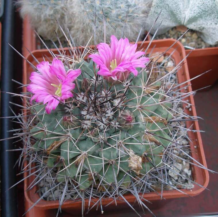 Выставка в рамках Юморины - 01 апреля 2011 (Городской сад)