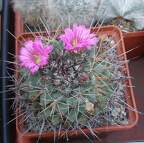 Выставка в рамках Юморины - 01 апреля 2011 (Городской сад)