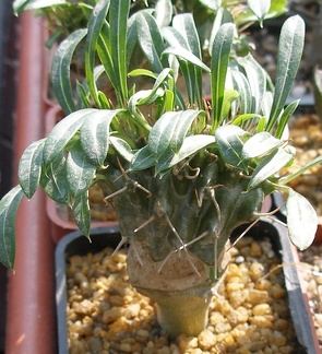 Выставка в рамках Юморины - 01 апреля 2011 (Городской сад)