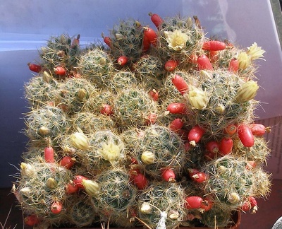 Выставка в рамках Юморины - 01 апреля 2011 (Городской сад)