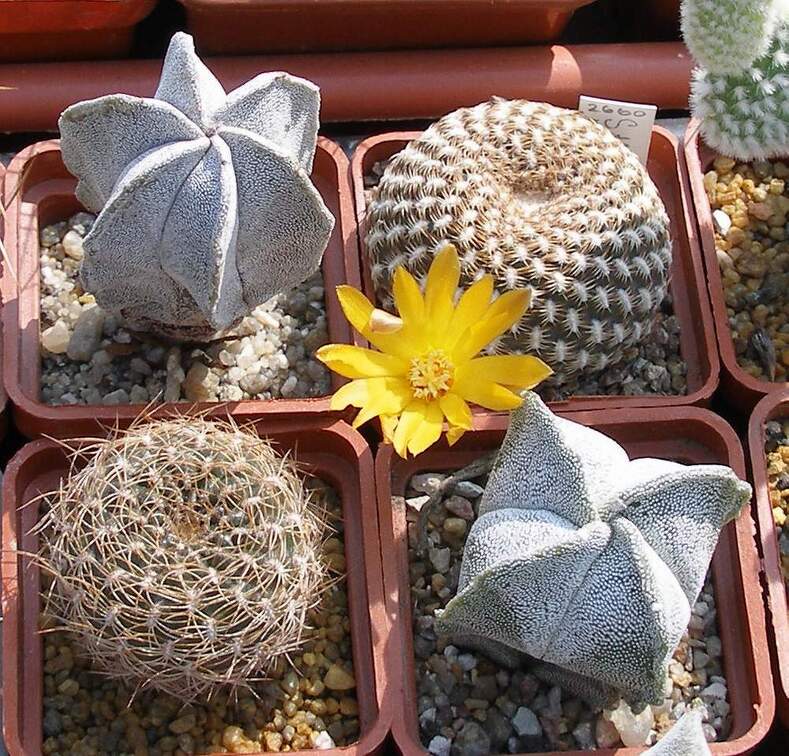 Выставка в рамках Юморины - 01 апреля 2011 (Городской сад)