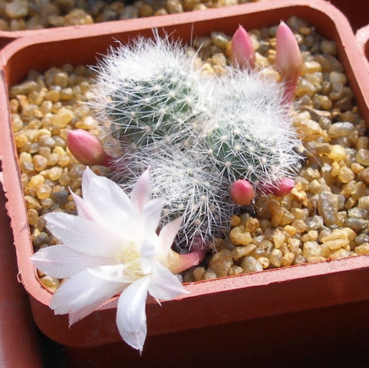 Выставка в рамках Юморины - 01 апреля 2011 (Городской сад)