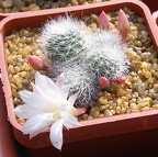 Выставка в рамках Юморины - 01 апреля 2011 (Городской сад)