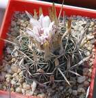 Выставка в рамках Юморины - 01 апреля 2011 (Городской сад)