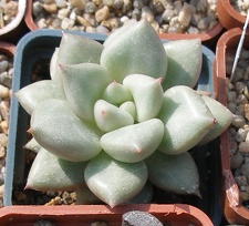 Выставка в рамках Юморины - 01 апреля 2011 (Городской сад)