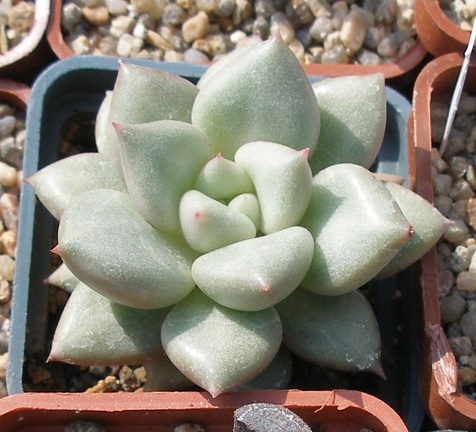 Выставка в рамках Юморины - 01 апреля 2011 (Городской сад)