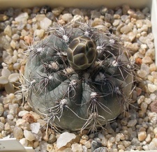 Выставка в рамках Юморины - 01 апреля 2011 (Городской сад)