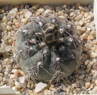 Выставка в рамках Юморины - 01 апреля 2011 (Городской сад)