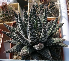 Выставка в рамках Юморины - 01 апреля 2011 (Городской сад)