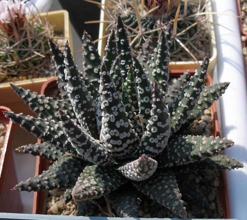 Выставка в рамках Юморины - 01 апреля 2011 (Городской сад)