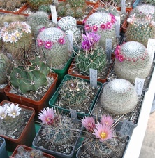 Выставка в рамках Юморины - 01 апреля 2011 (Городской сад)