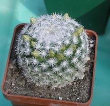 Выставка в рамках Юморины - 01 апреля 2011 (Городской сад)