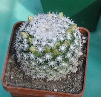 Выставка в рамках Юморины - 01 апреля 2011 (Городской сад)