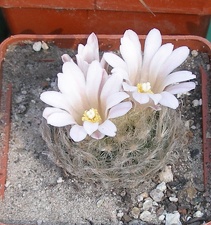 Выставка в рамках Юморины - 01 апреля 2011 (Городской сад)