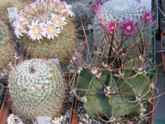 Выставка в рамках Юморины - 01 апреля 2011 (Городской сад)