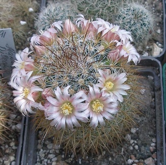 Выставка в рамках Юморины - 01 апреля 2011 (Городской сад)