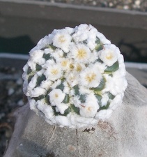 Выставка в рамках Юморины - 01 апреля 2011 (Городской сад)