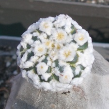 Выставка в рамках Юморины - 01 апреля 2011 (Городской сад)