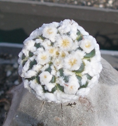 Выставка в рамках Юморины - 01 апреля 2011 (Городской сад)