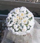 Выставка в рамках Юморины - 01 апреля 2011 (Городской сад)