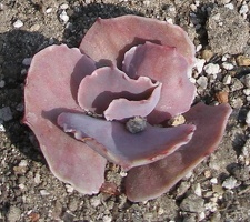 Выставка в рамках Юморины - 01 апреля 2011 (Городской сад)