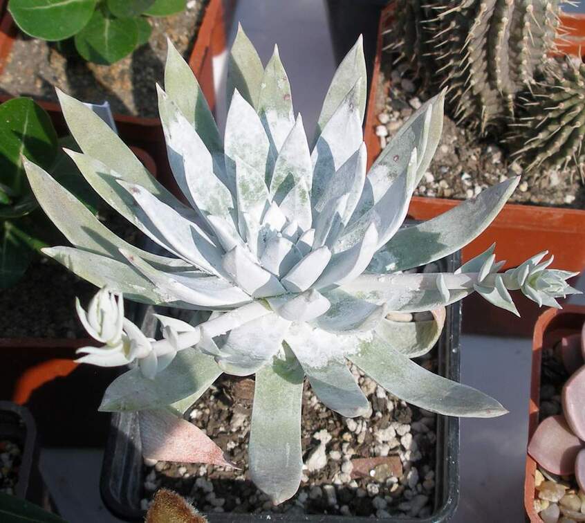 Выставка в рамках Юморины - 01 апреля 2011 (Городской сад)