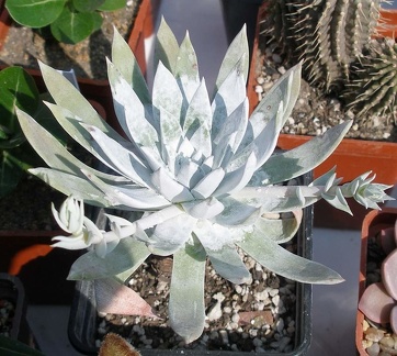 Выставка в рамках Юморины - 01 апреля 2011 (Городской сад)