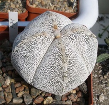 Выставка в рамках Юморины - 01 апреля 2011 (Городской сад)